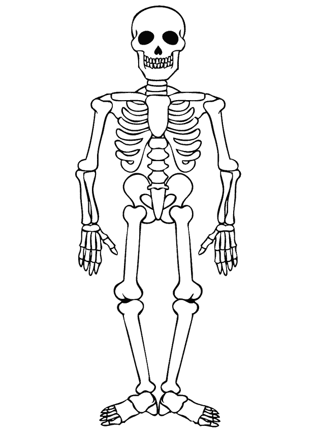 skelet1